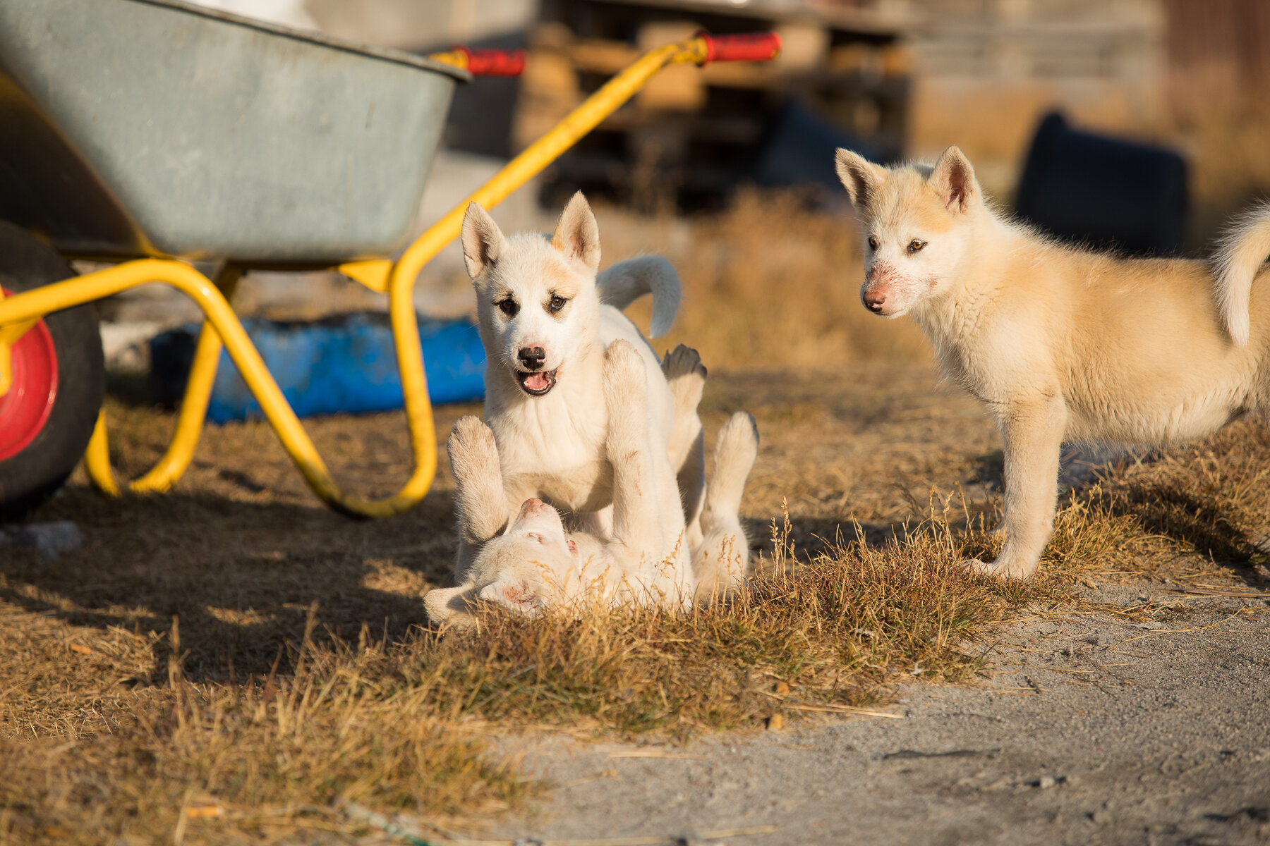  Greenland - Ilulissat- Greenlandic working dog puppies 