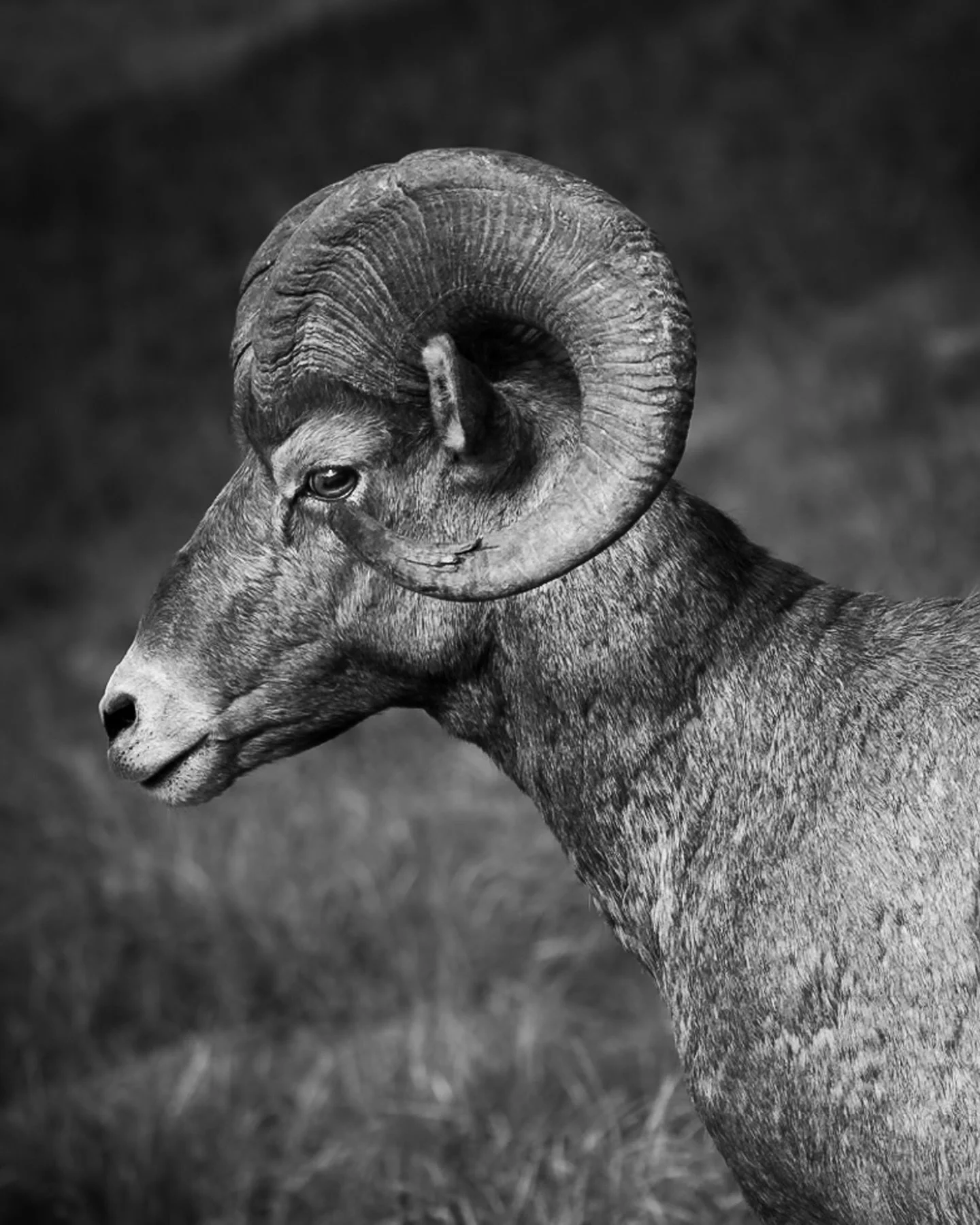 Life is Wild. 

Getting up close and personal with some of Glacier&rsquo;s local residents was unforgettable. I&rsquo;ve seen deer but never this close and certainly never any long horn sheep in my city neighborhood growing up. Consider this my appli