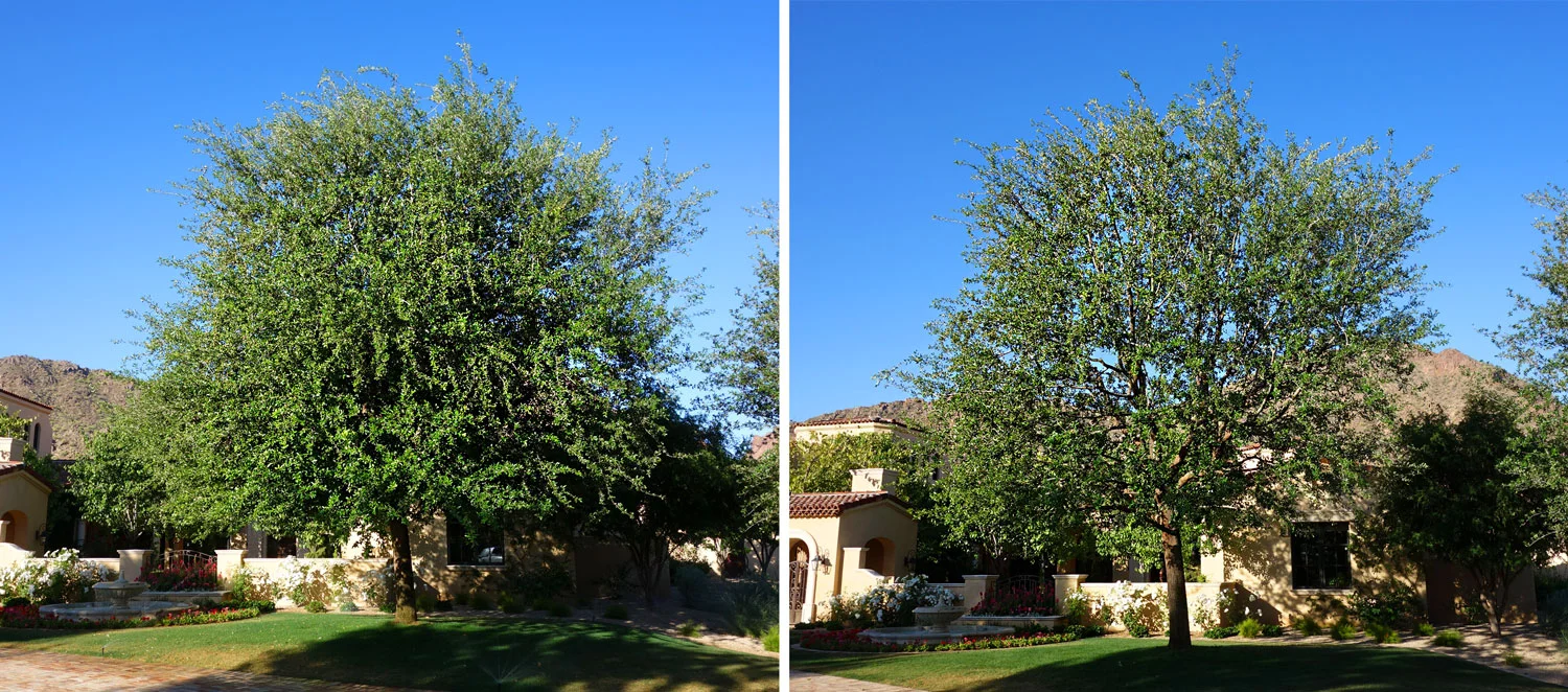 Before and After Photos of Trees — Arcadia Tree Co.