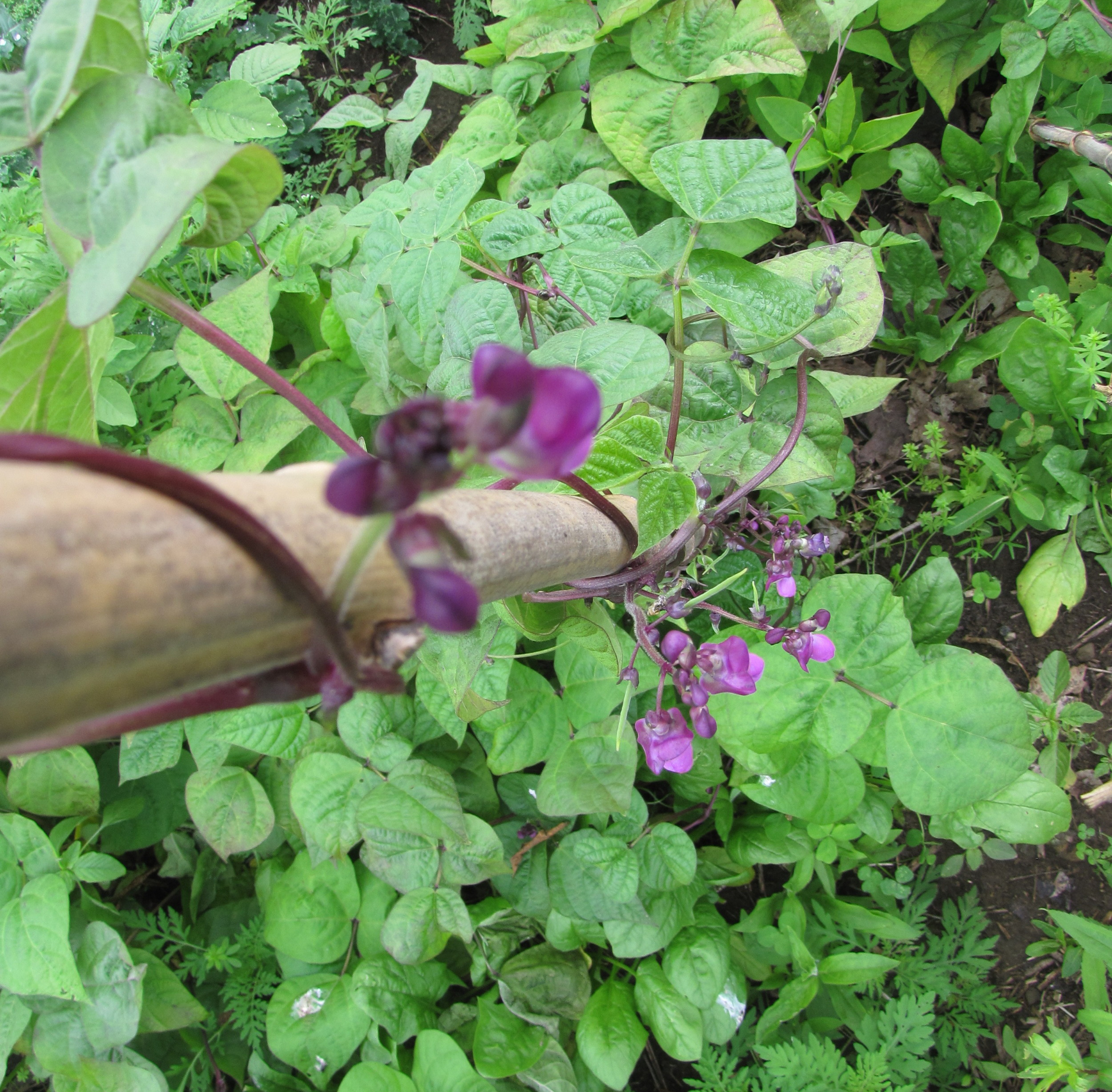 Our purple green beans flowering