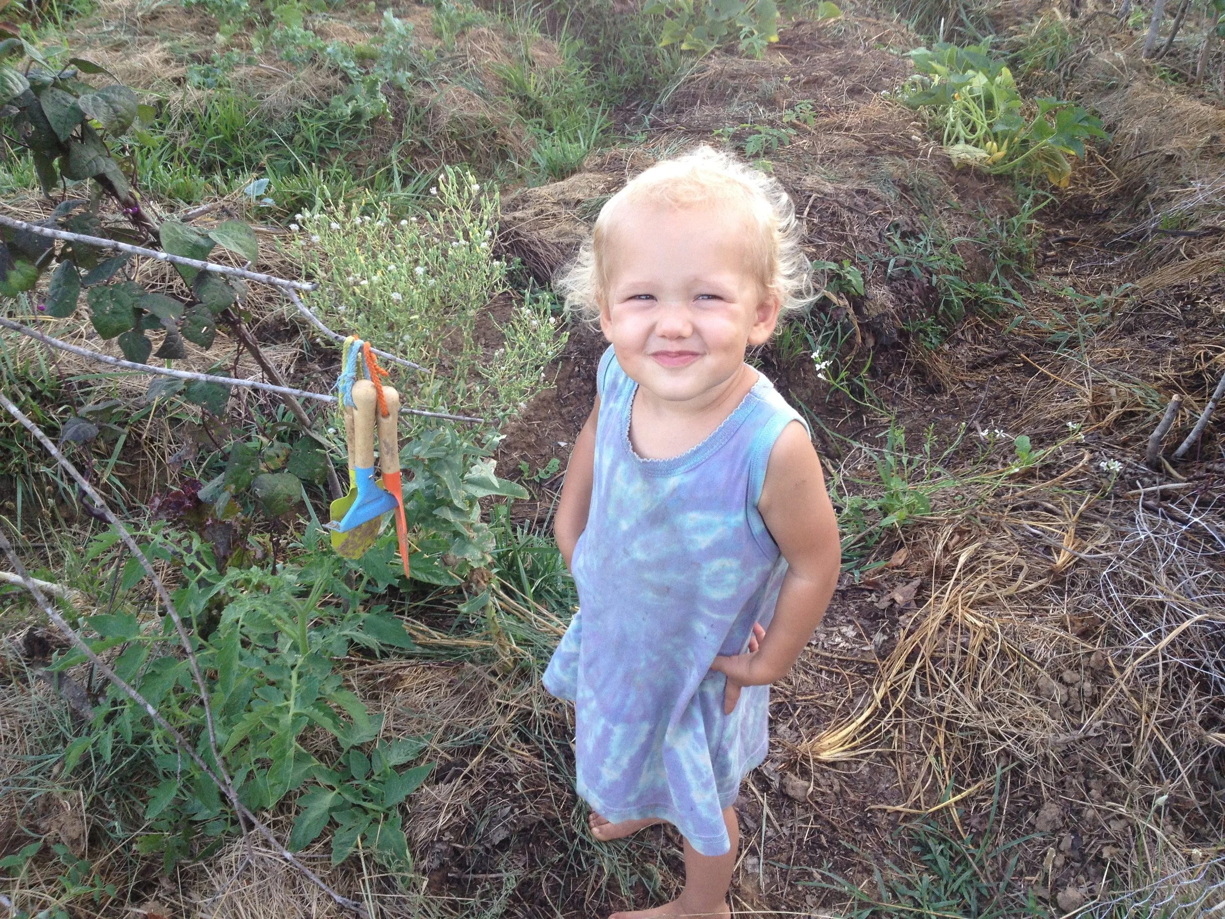 Spectacular Solanums