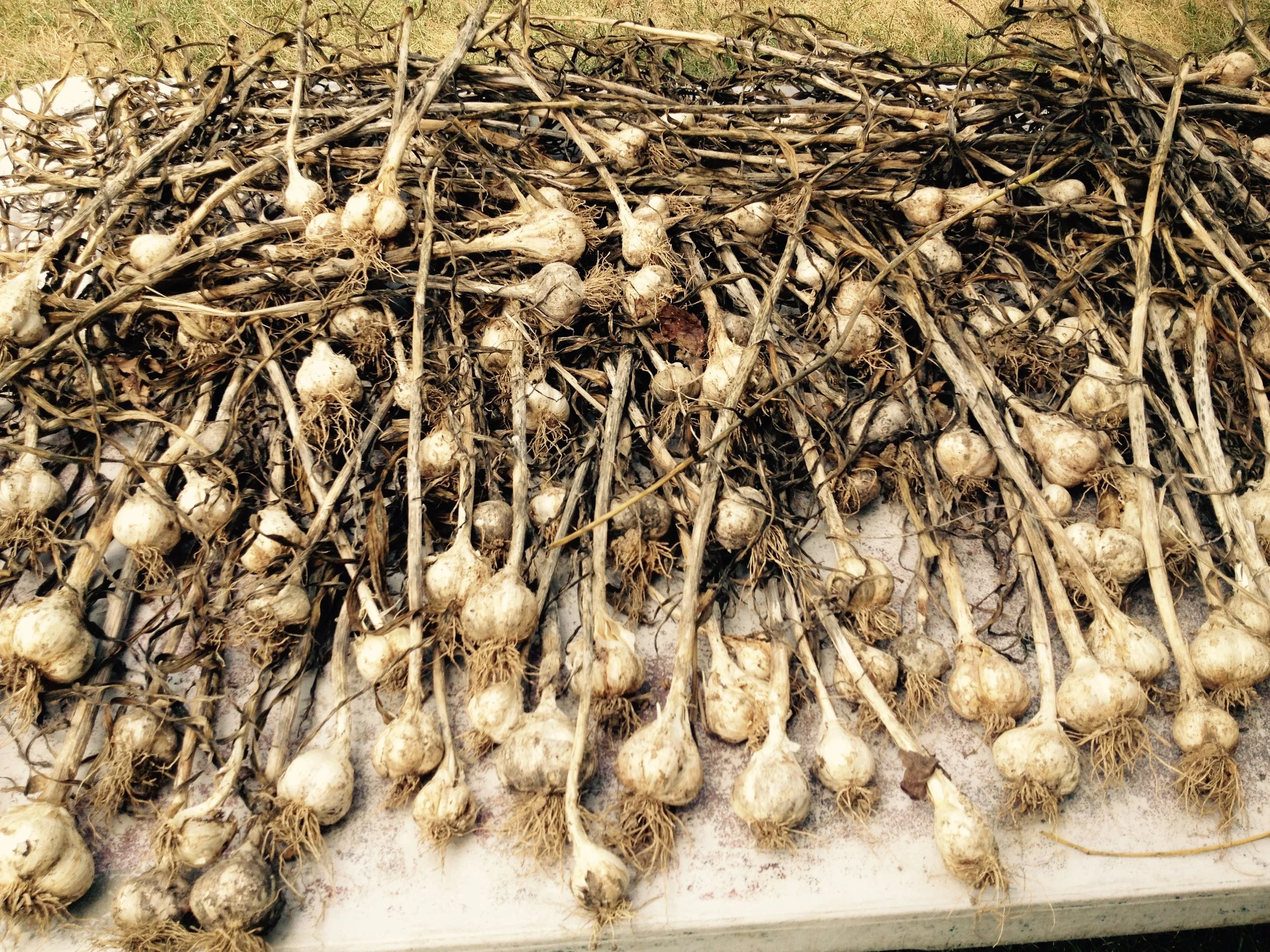 Garlic Harvest