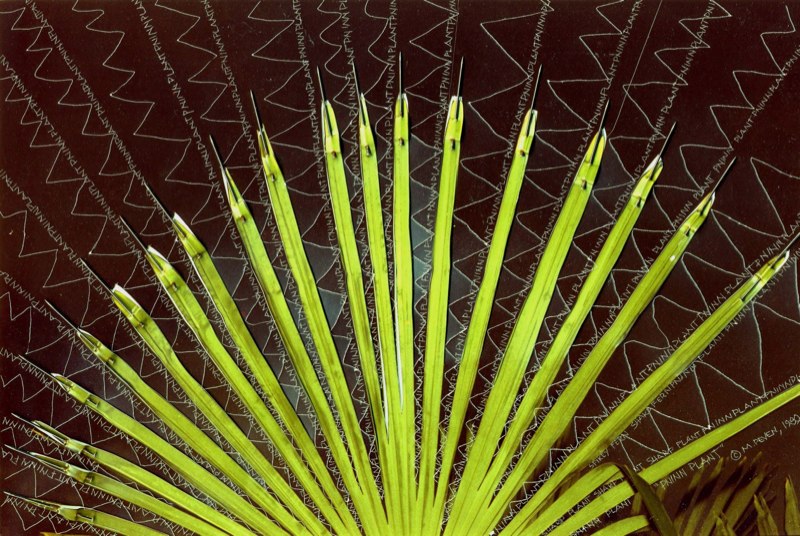 Pninn Plant