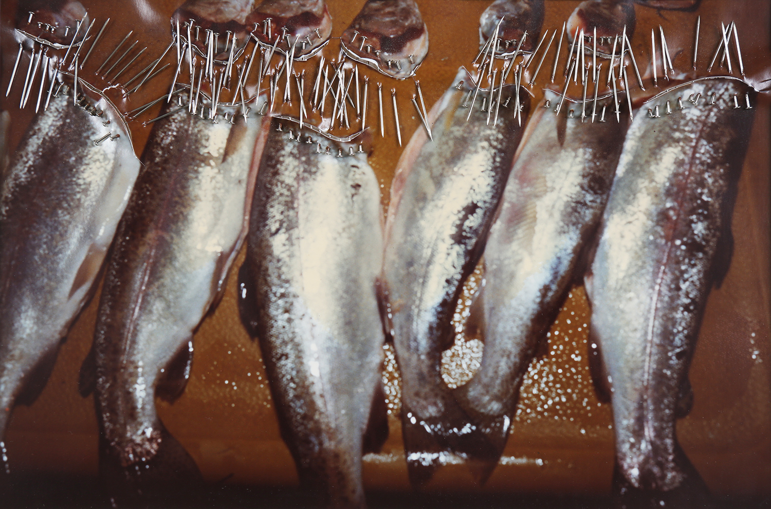 Fish Heads