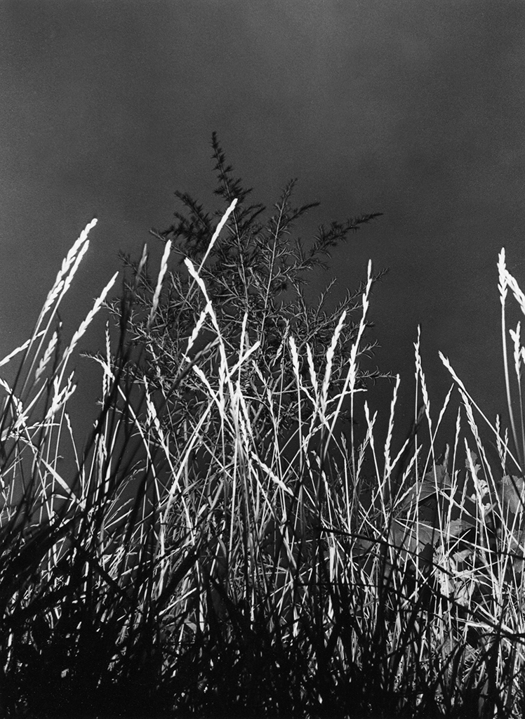White Grass