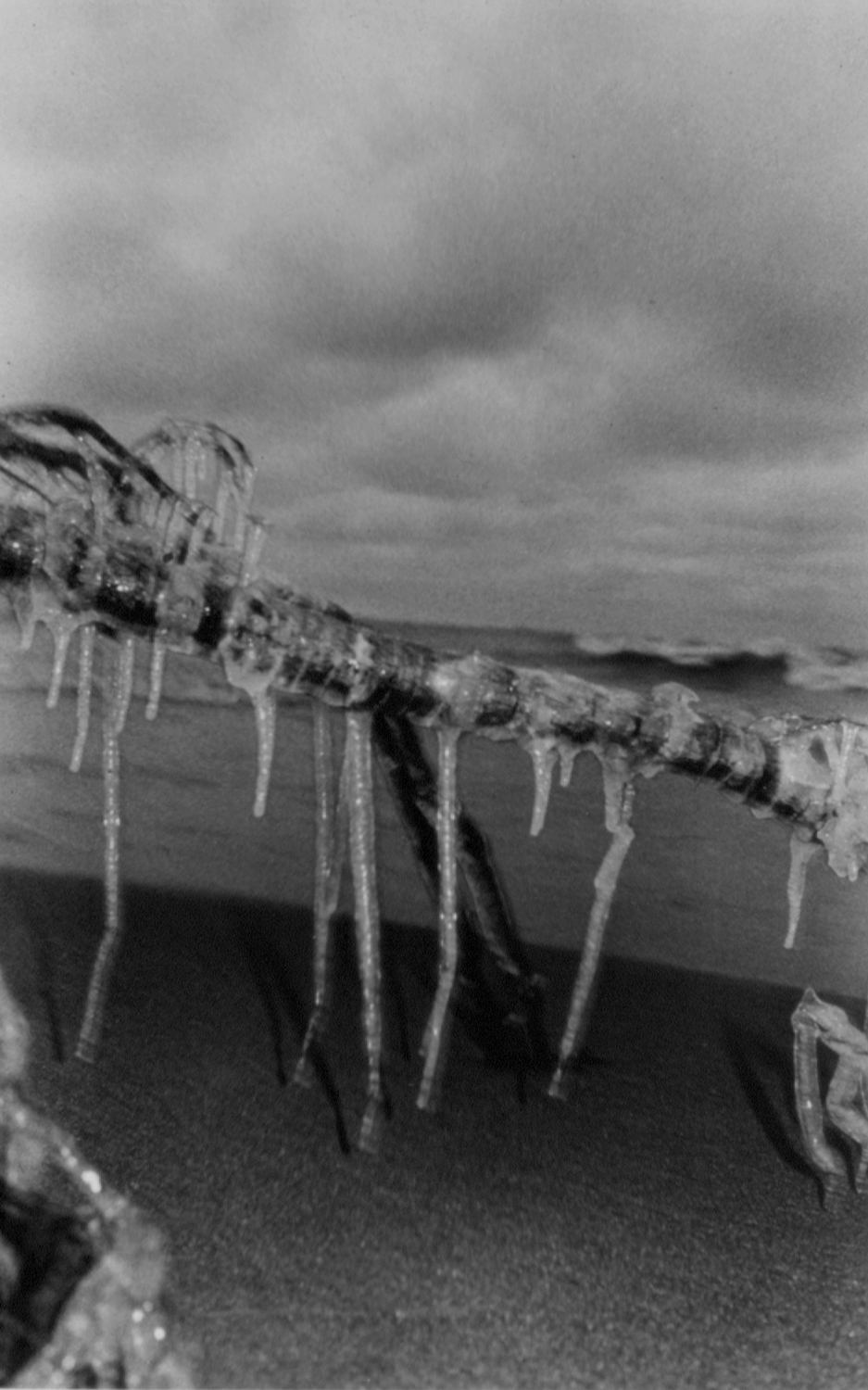 Ice on Branch