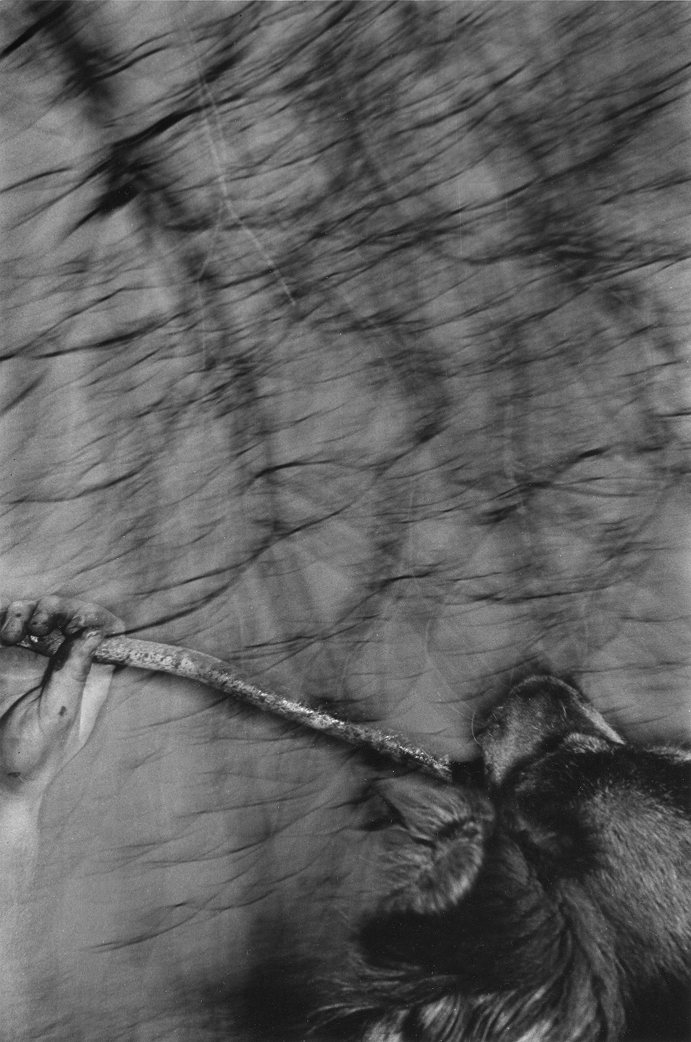 Dog and Stick