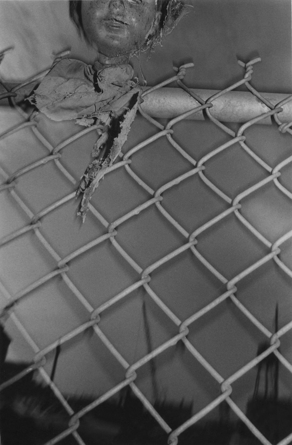 Head on Fence