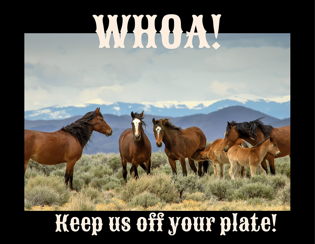 Stop the Capture of Wild Horses