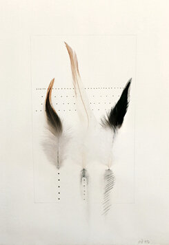 Untitled Feathers #15