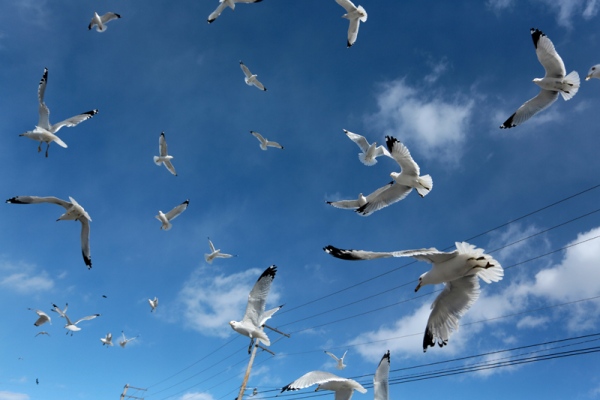 gulls 1.jpg