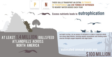gulls infograph.jpg