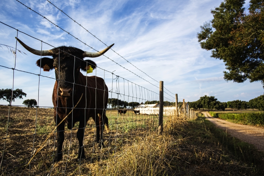  We breed Garvonesas cows, Rafeiro Alentejano mastiffs, and Alentejano pigs. The pigs get fat on the acorns from our cork trees. The cows graze the fields, and then contribute back to the soil with their manure. And our dogs carry on guarding and her