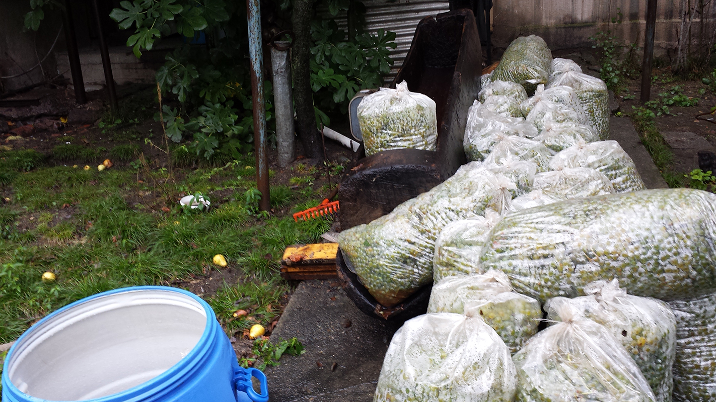 Many bags of grapes ready for stomping. Not pictured here is the night time drive to acquire them in the rain and mud that almost sent our van careening into brambles and ditches.