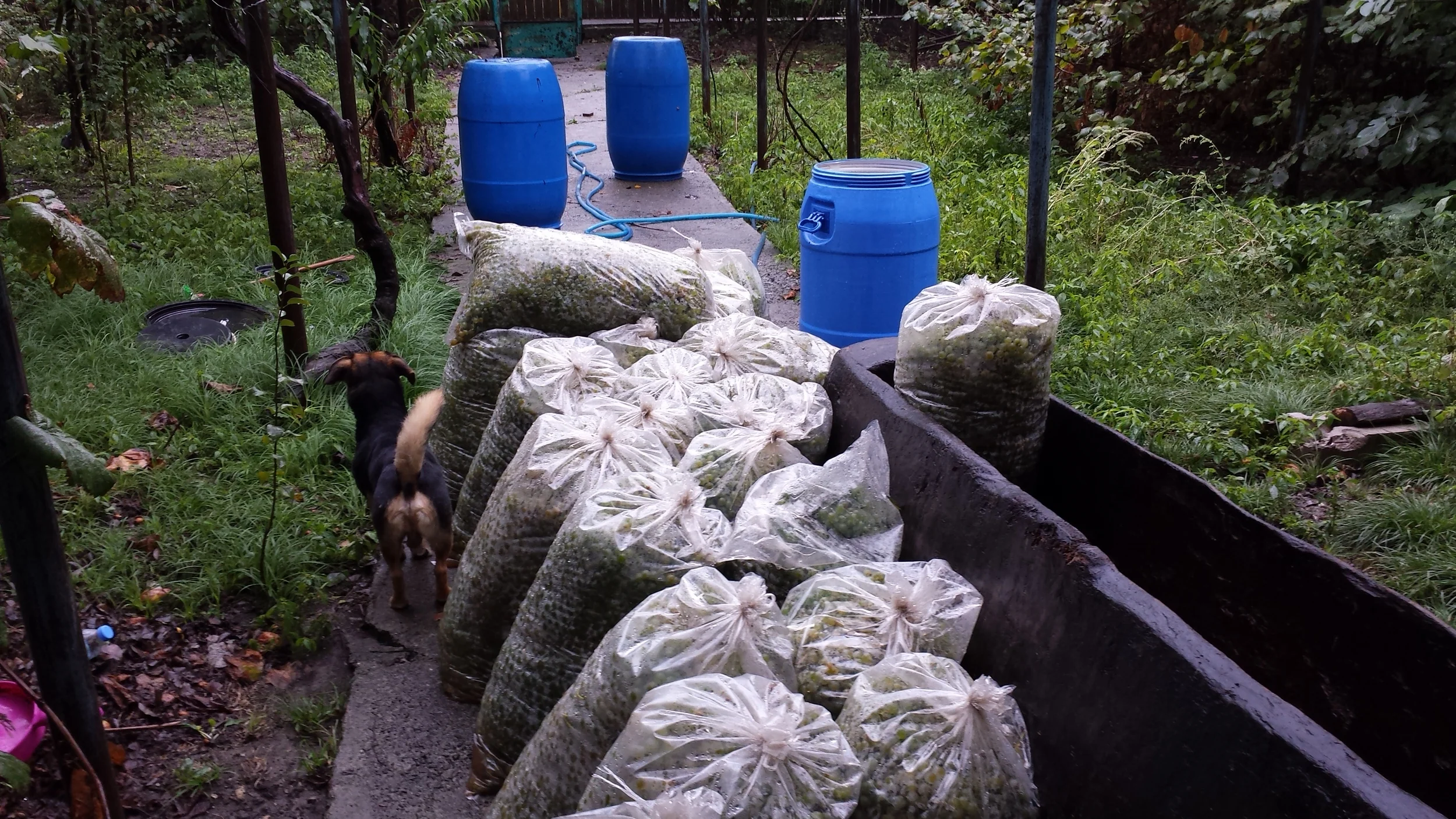 Making Wine in Georgia