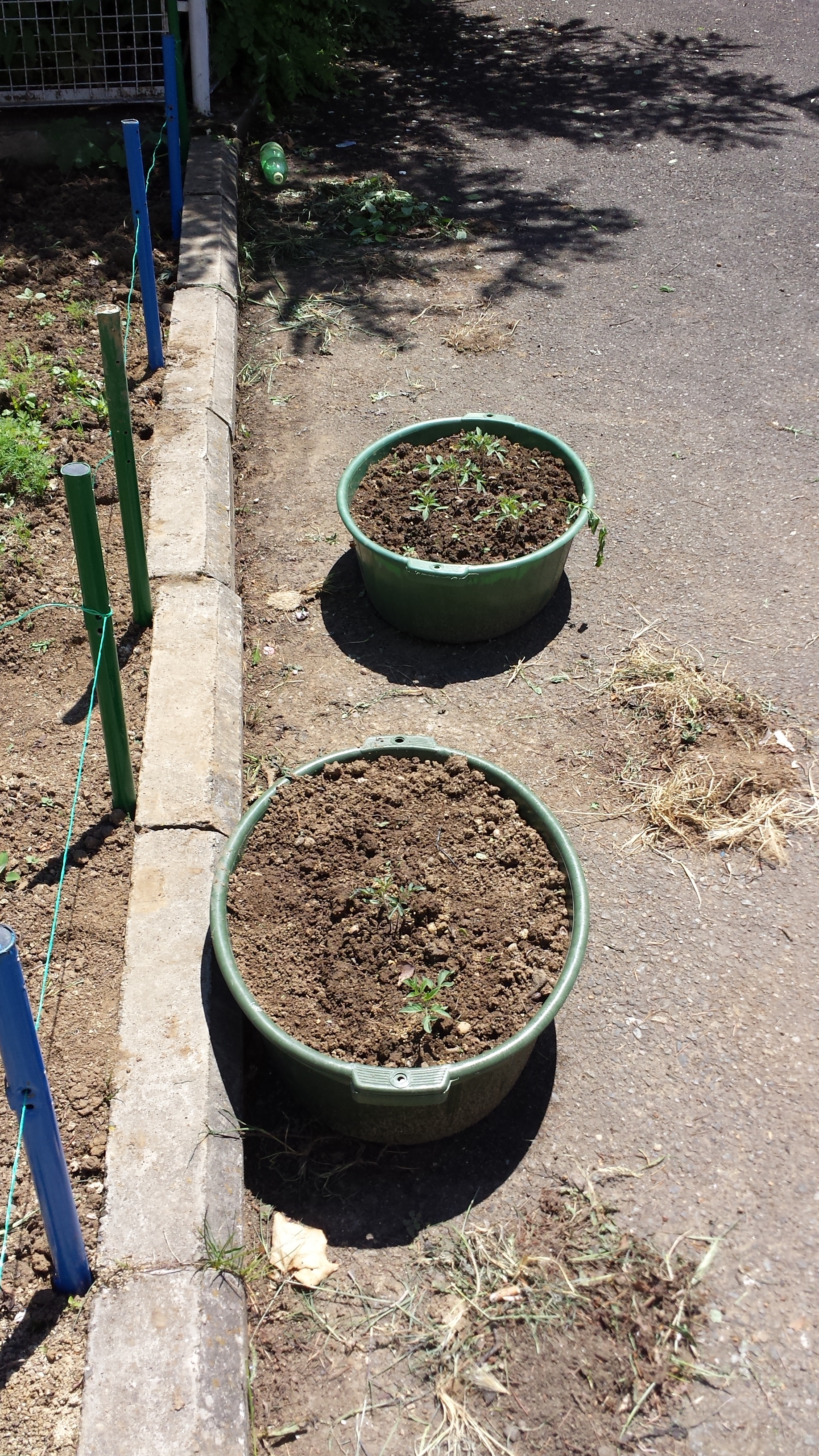 Bins with some of our tomato plants off to a good start.