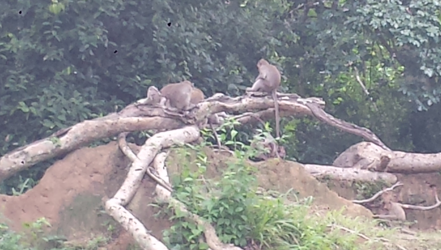 Oh hey, monkeys.
