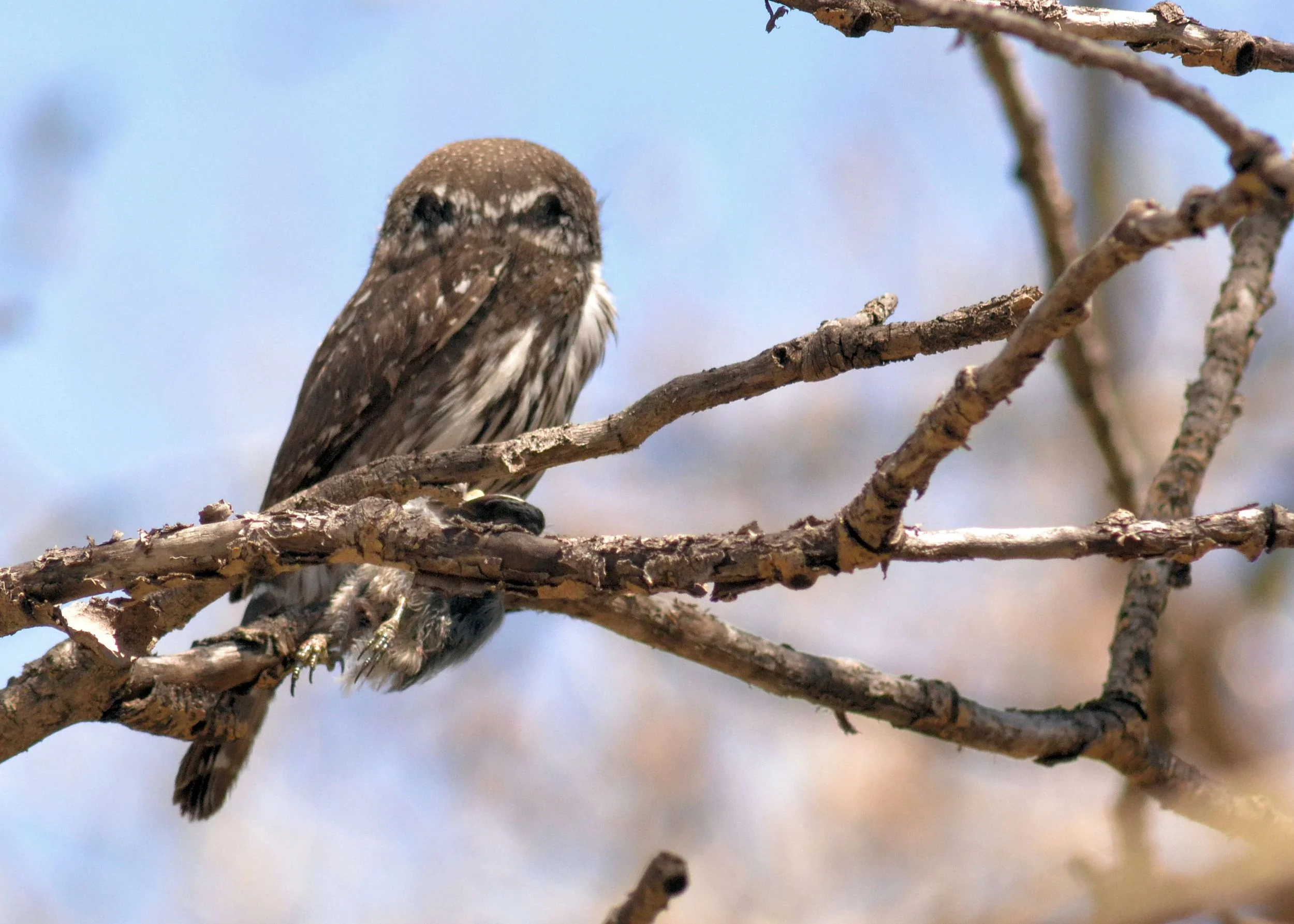 pygmy4.jpg
