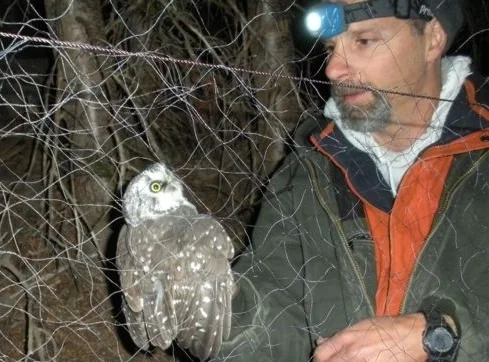 BandingBorealNet.jpg