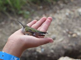 A Broad-tailed Hummingbird prior to its release.