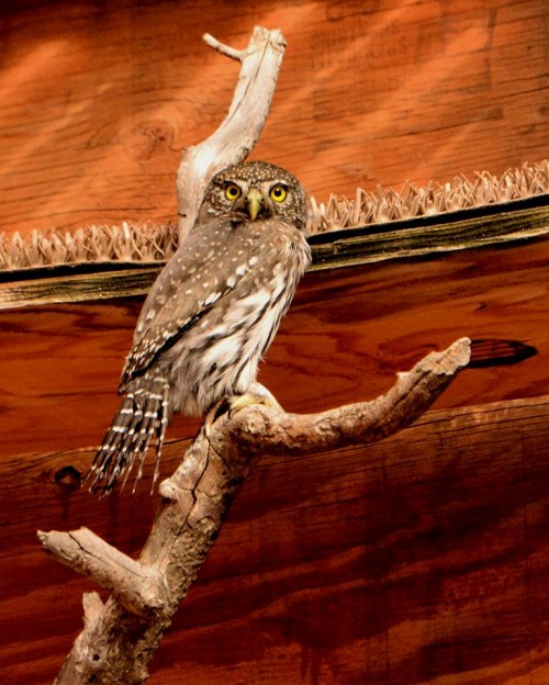 An adult Northern Pygmy-Owl that had crashed into a window. Here it is in the flight cage exercising prior to its release.