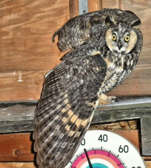 An adult Long-eared Owl that flew into a window at night. Nocturnal birds crash into windows at night just like daytime birds crash into windows during the day.