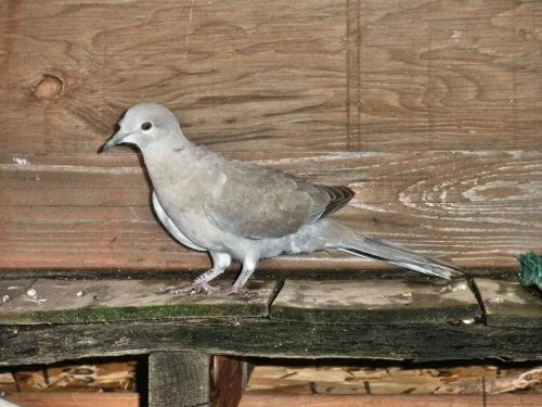 A Eurasian Collared-dove that crashed into a window and broke its right wing. Here it is exercising in the flight cage prior to being released.