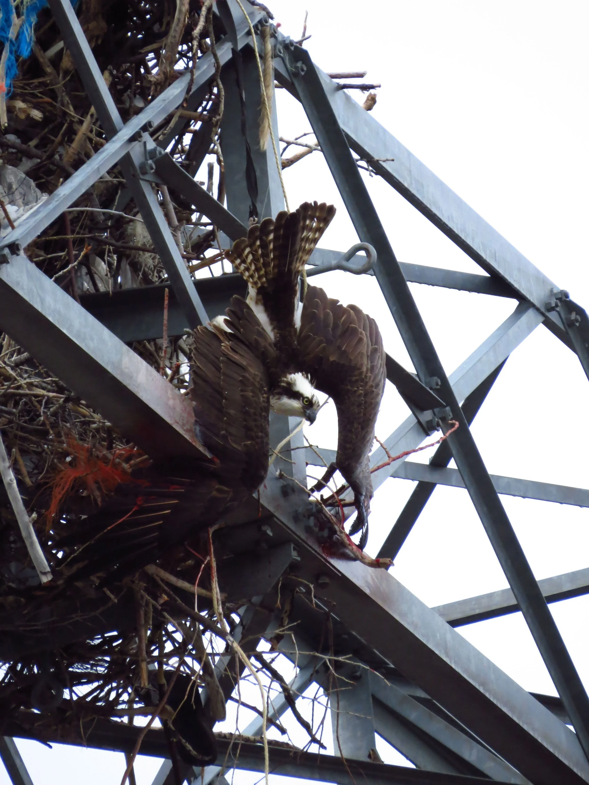 On May 6th 2015, we received a call about an Osprey hanging from the framework of the Estes Park Power plant.