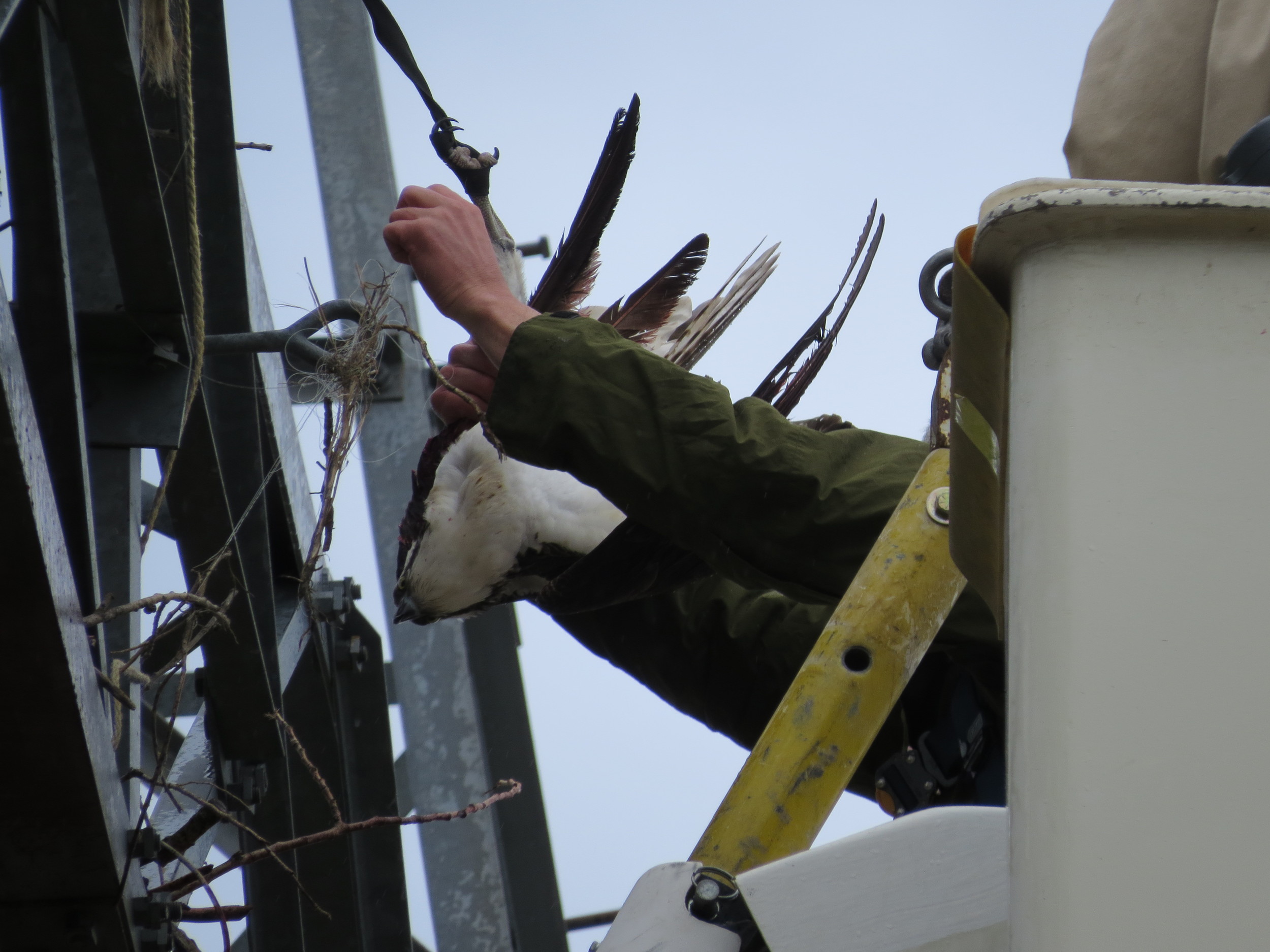 Scott untangling the Osprey.