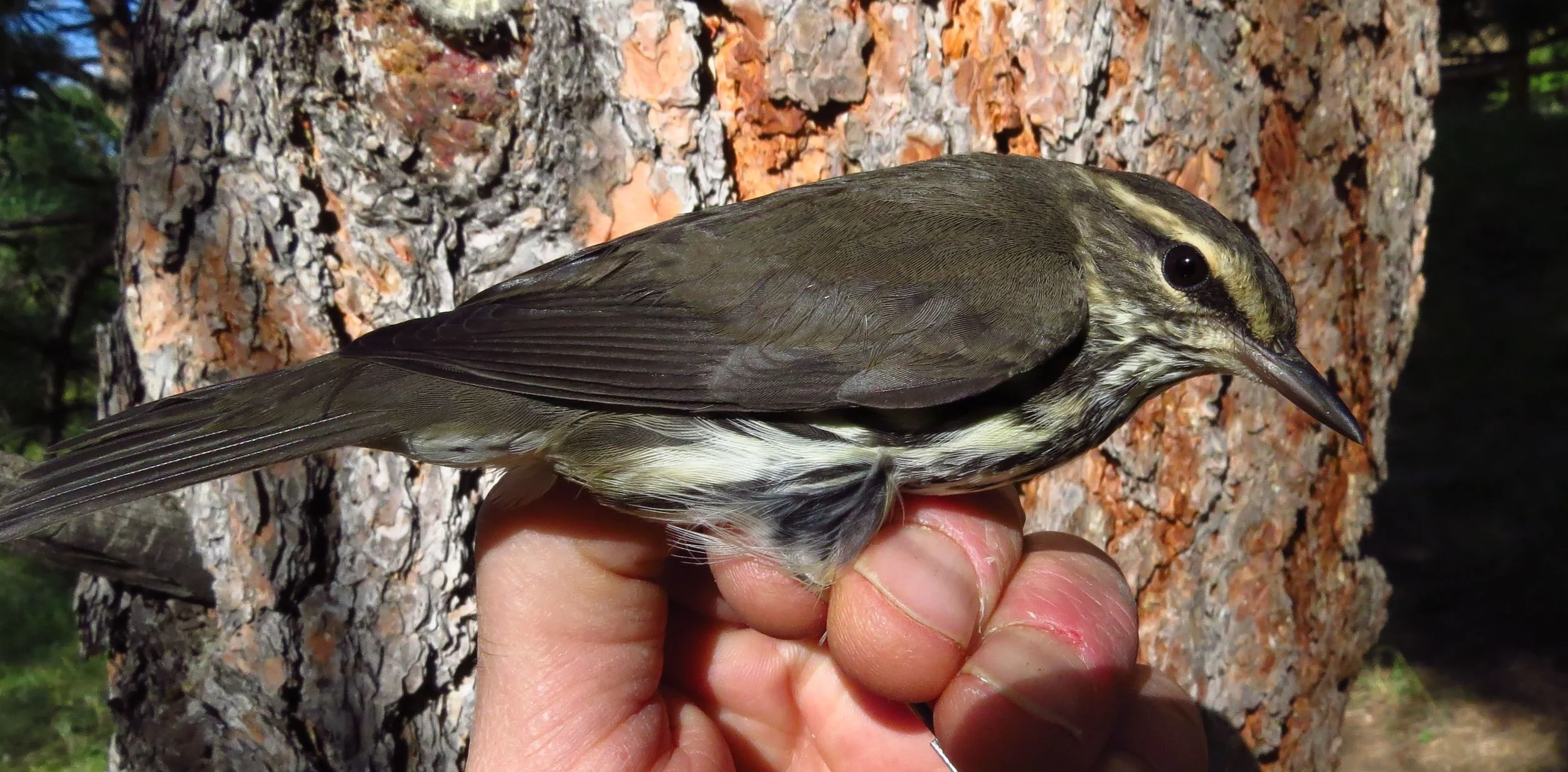 Northern Waterthrush