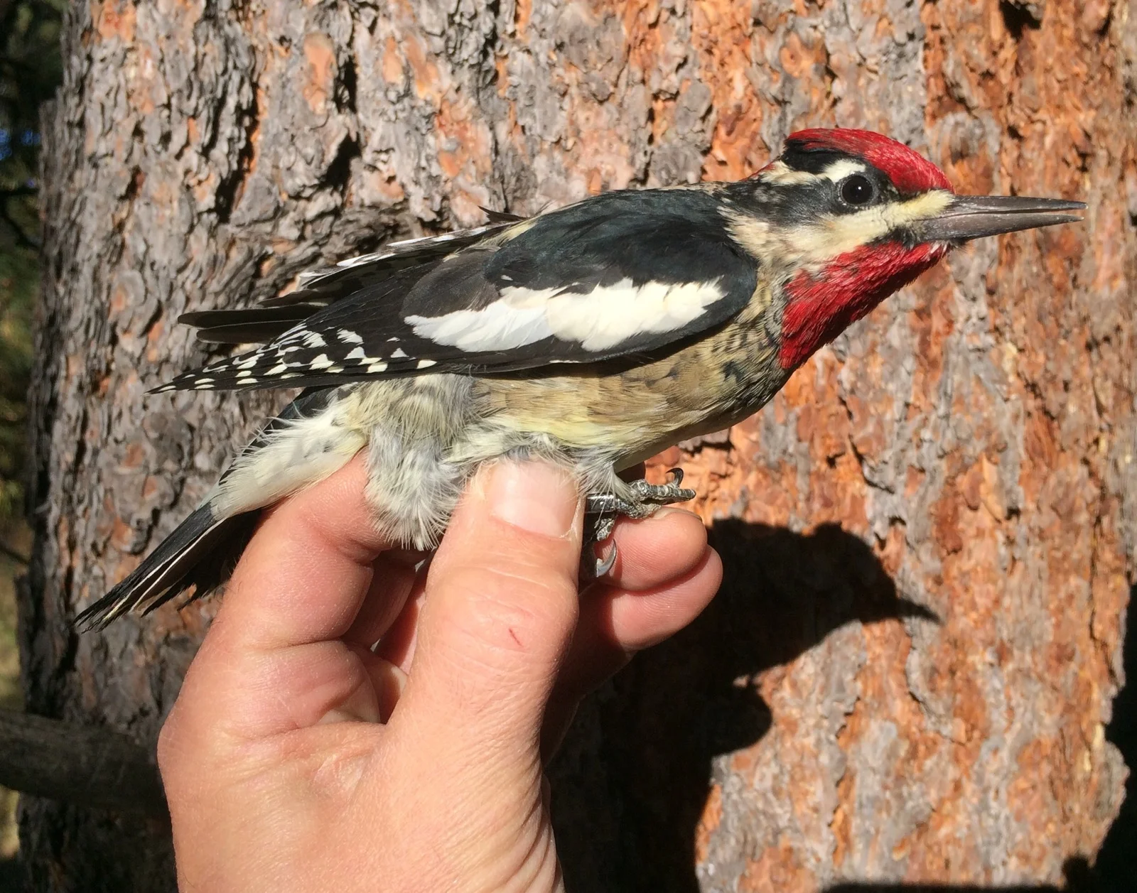 Red-napped Sapsucker