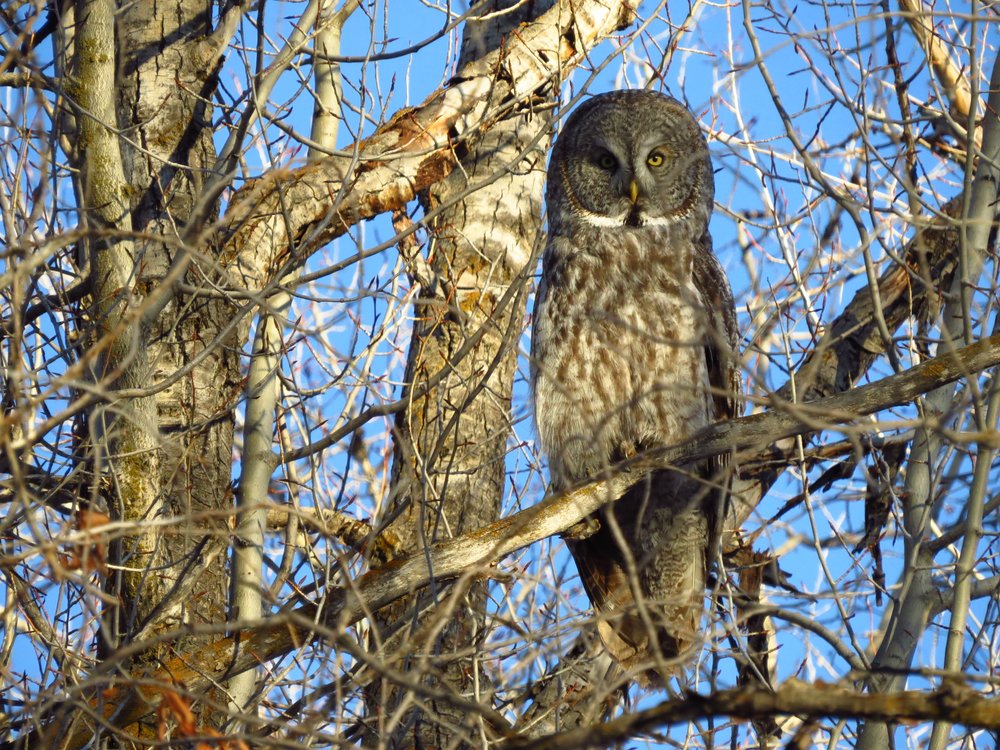 owls in eastern colorado