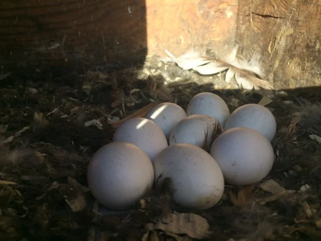 More Research Projects Colorado Avian Research And