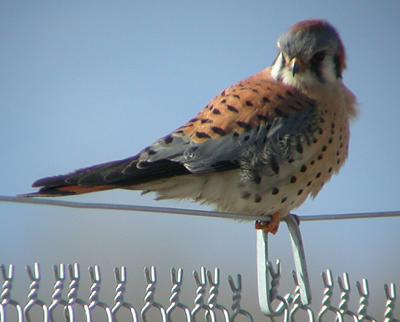 M Kestrel.jpeg