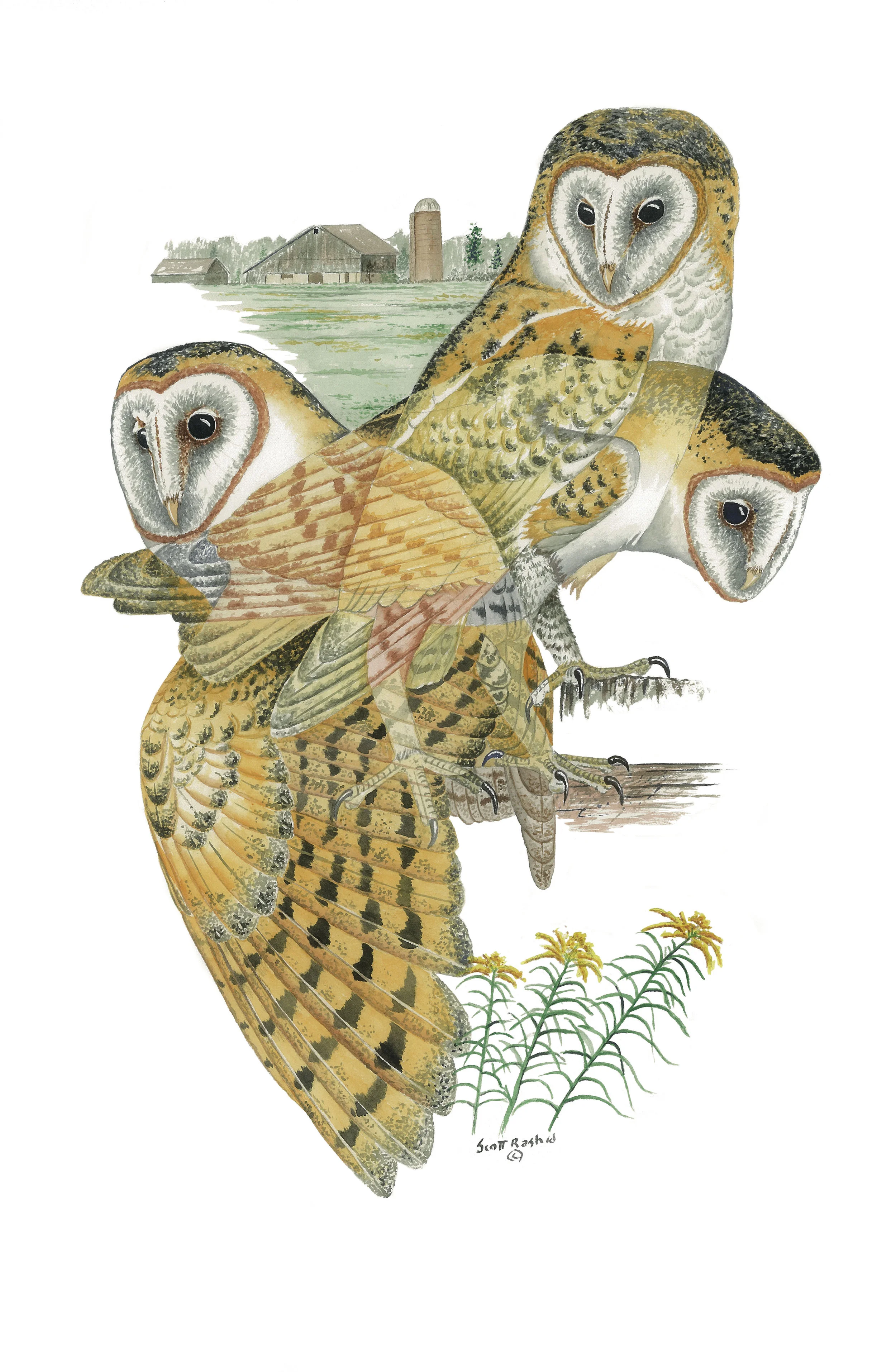 High Plains Barn Owls Colorado Avian Research And Rehabilitation