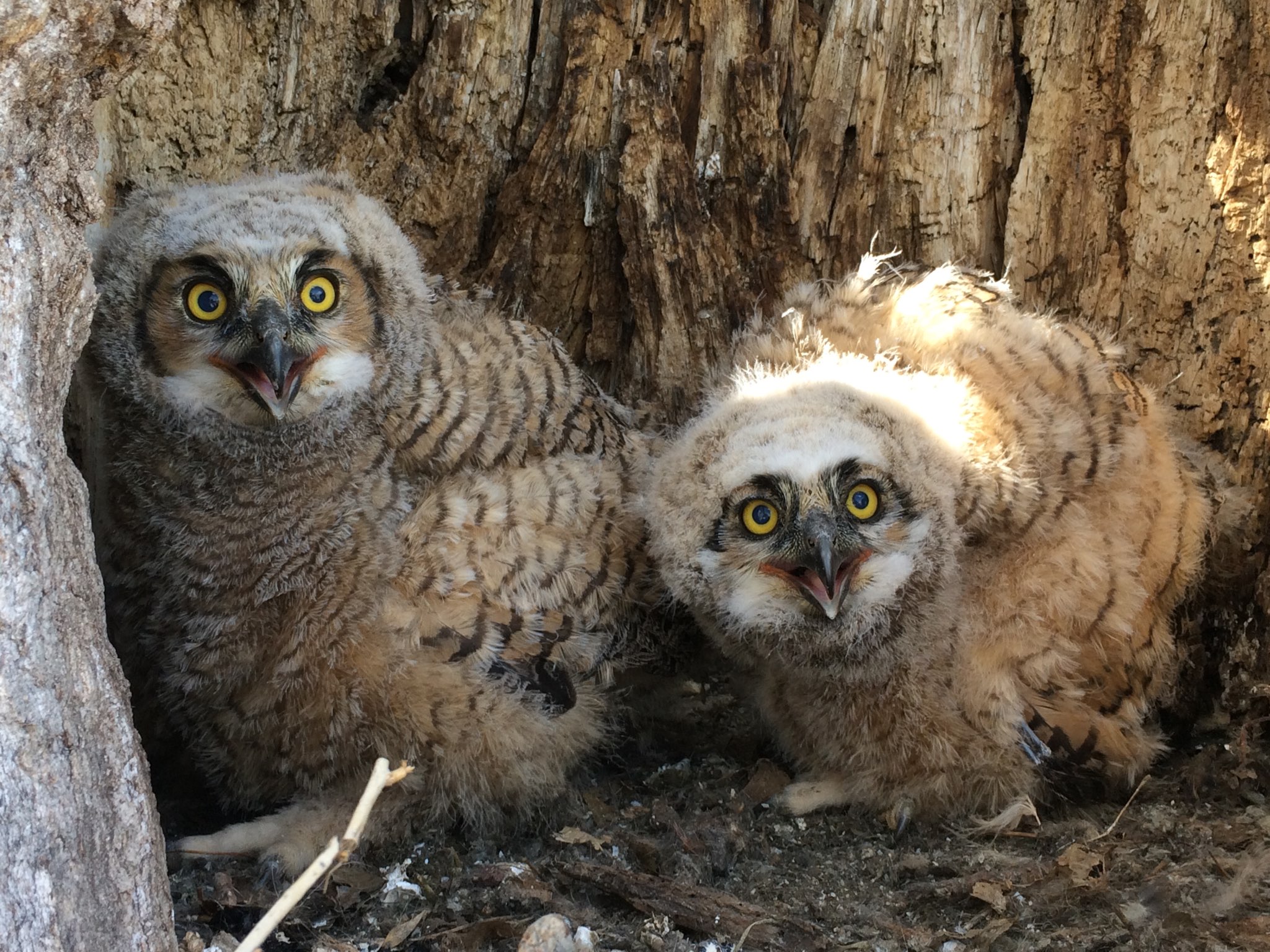 Cottonwood Great Horned Owls — Colorado Avian Research and ...