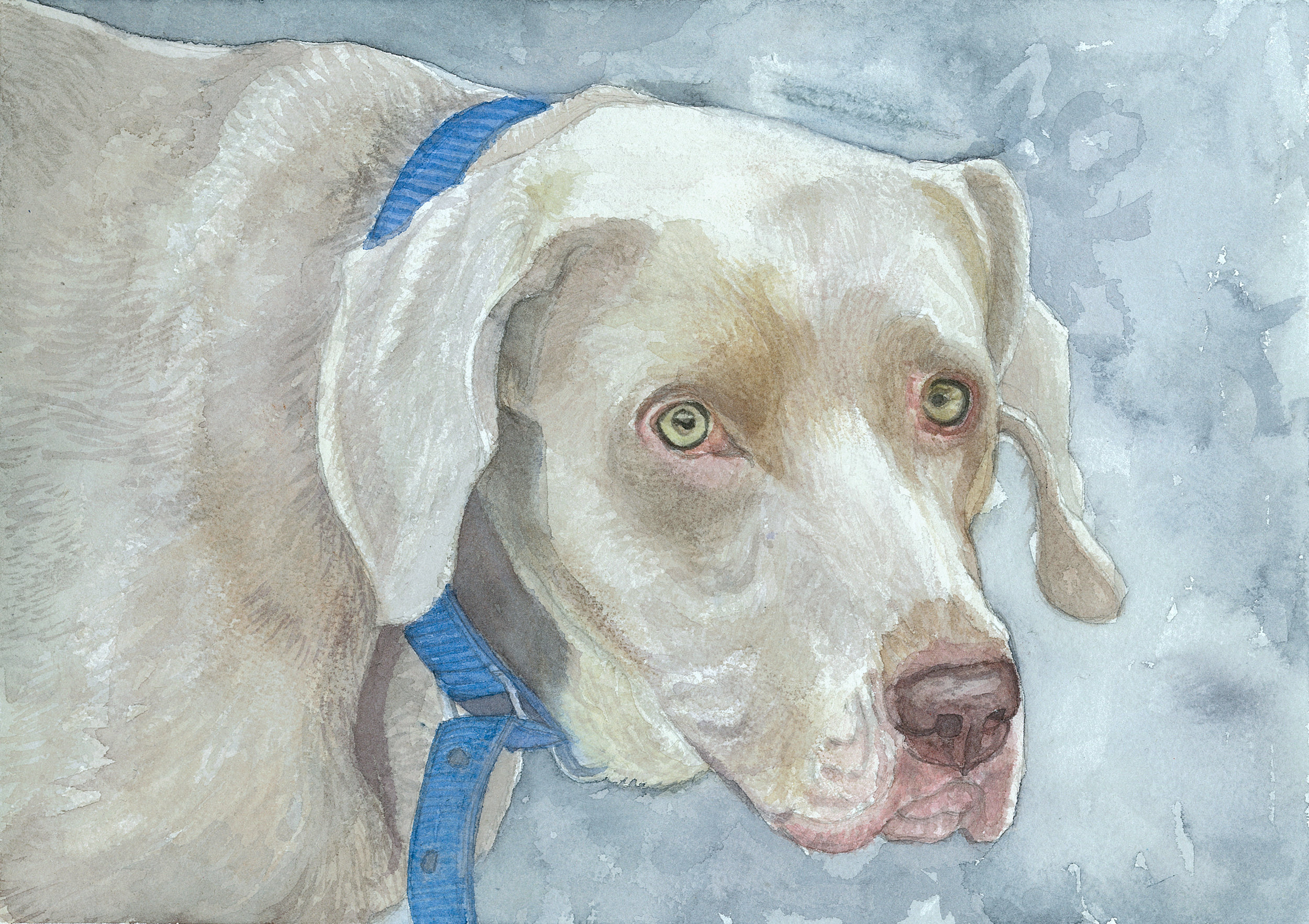 Portrait of a Weimaraner