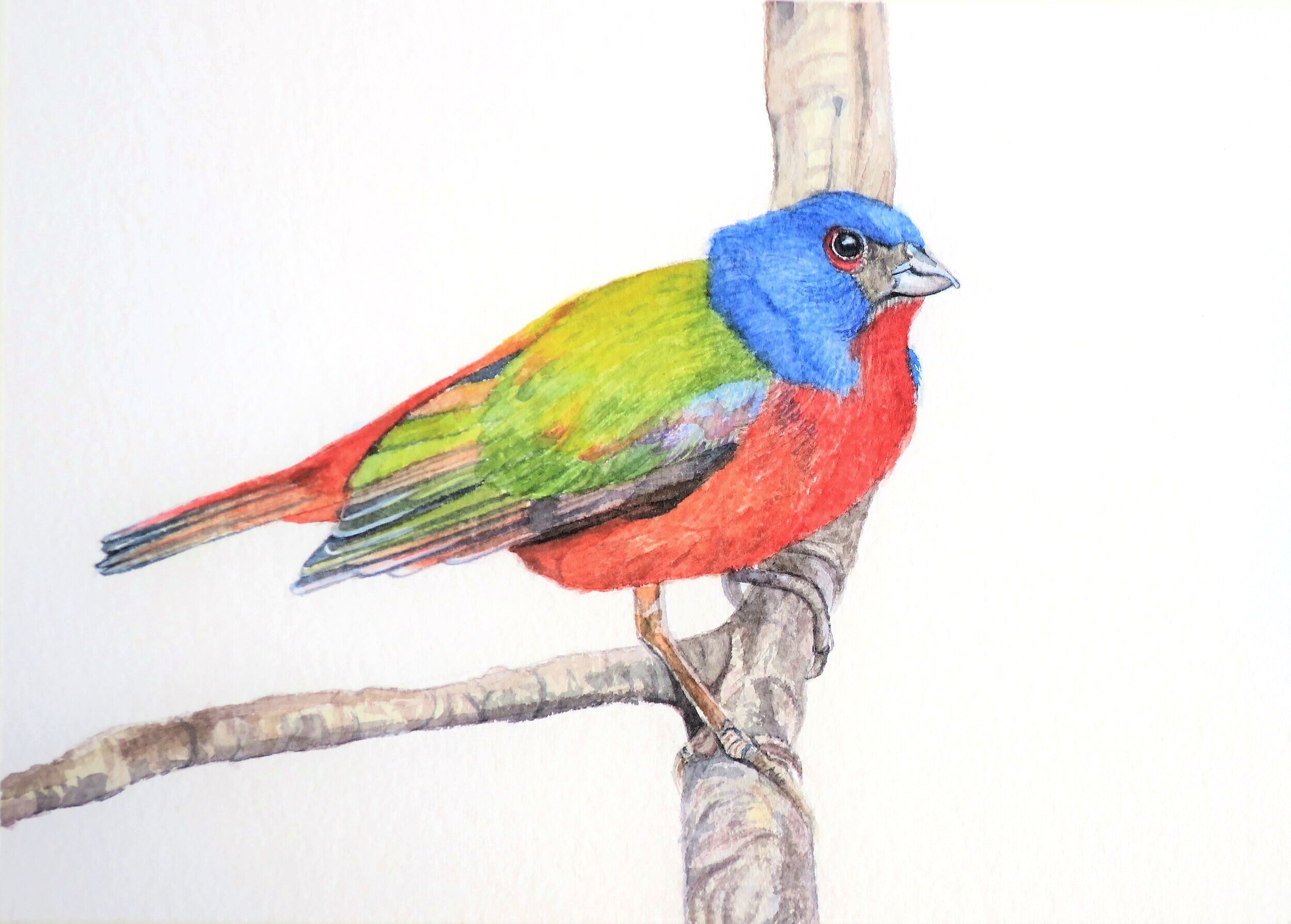 Painted Bunting