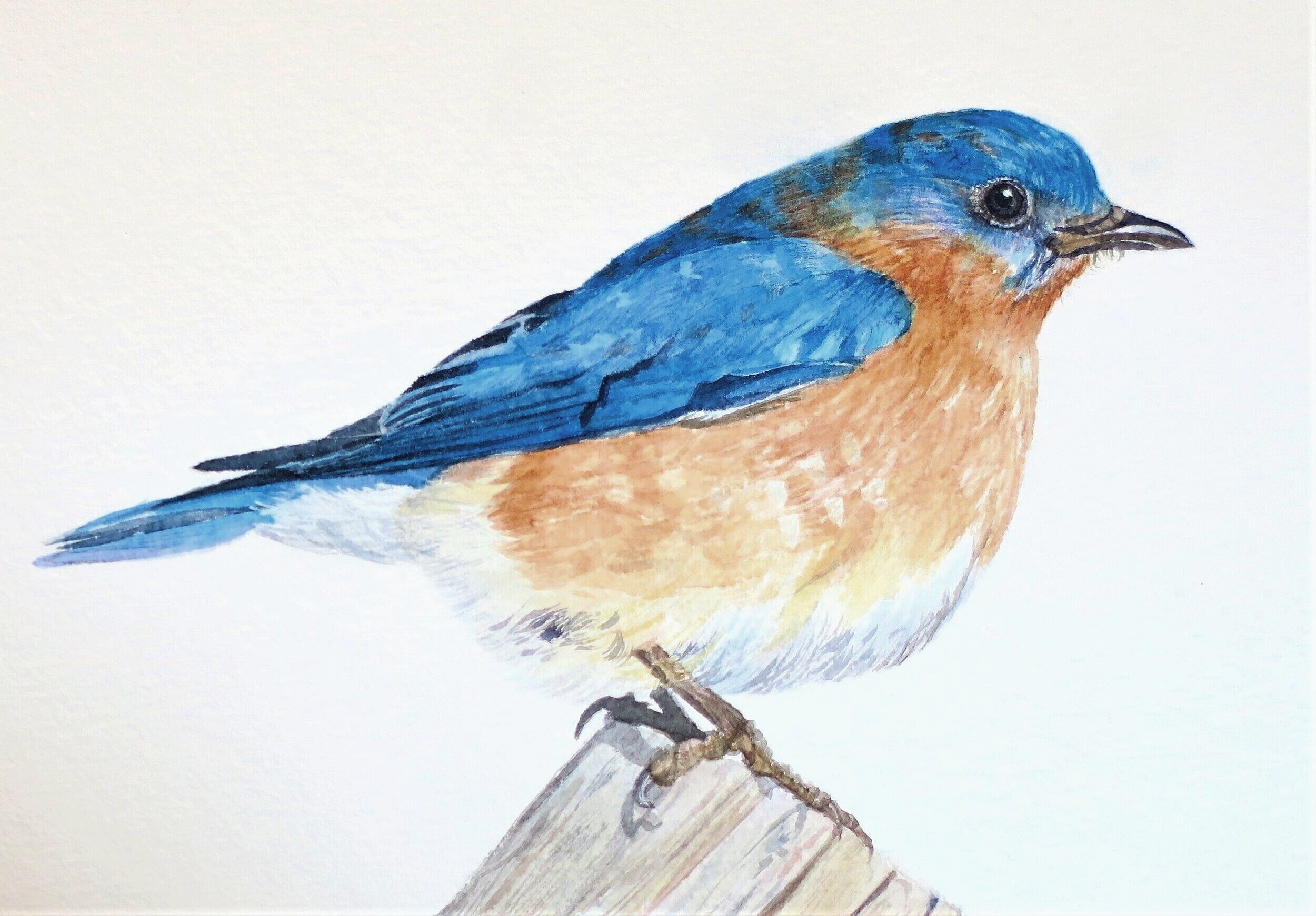 Eastern Bluebird