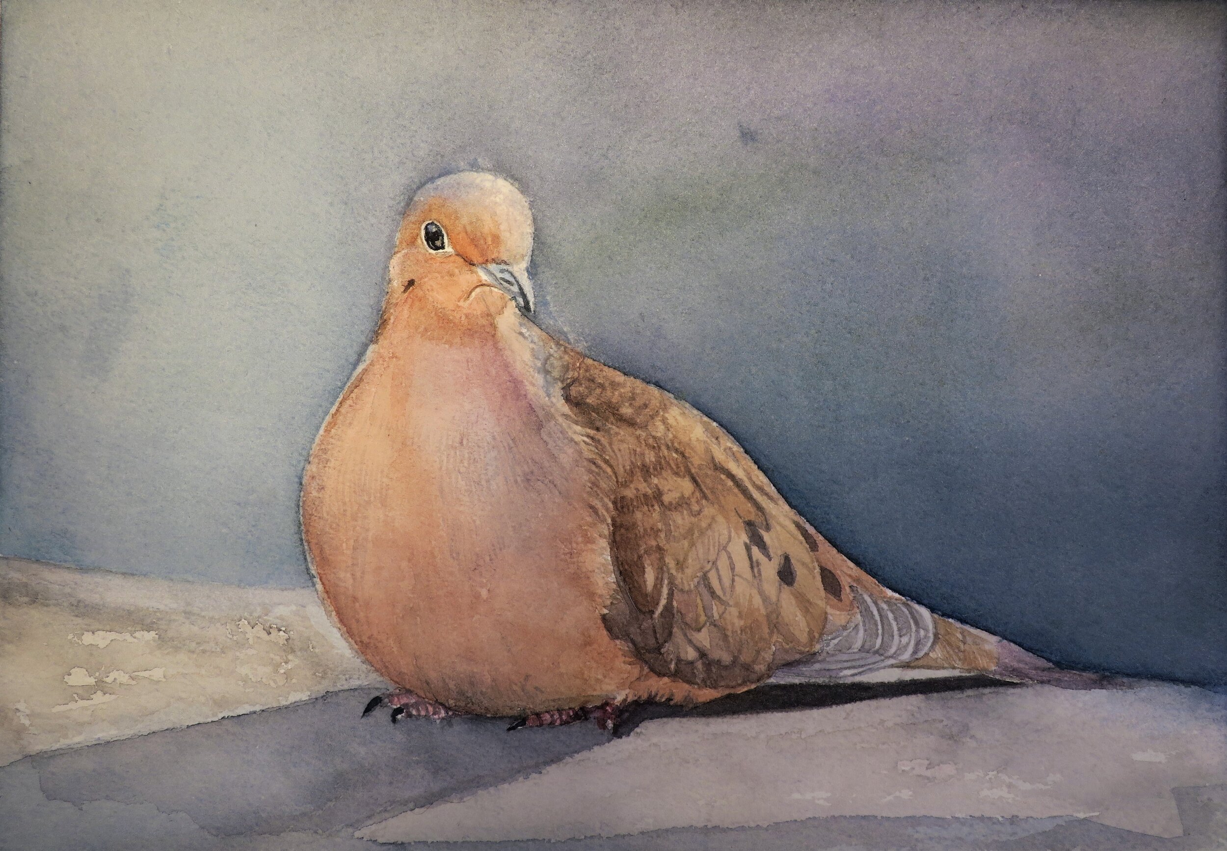 Mourning Dove