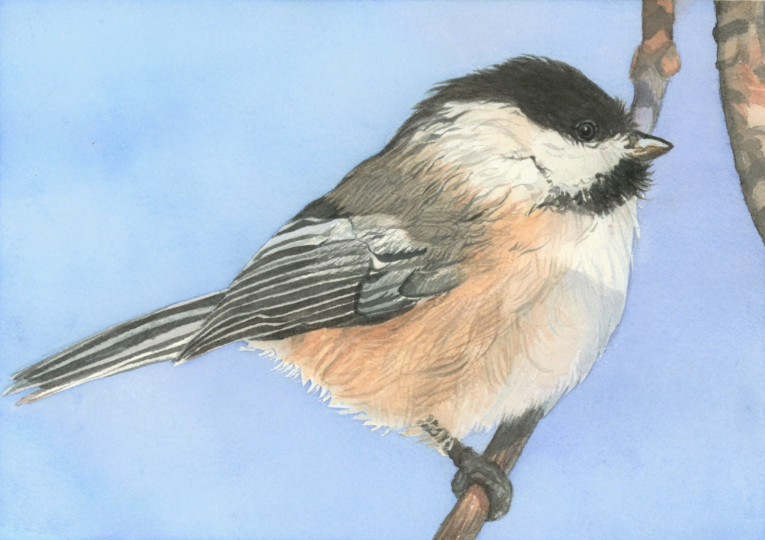 Chickadee