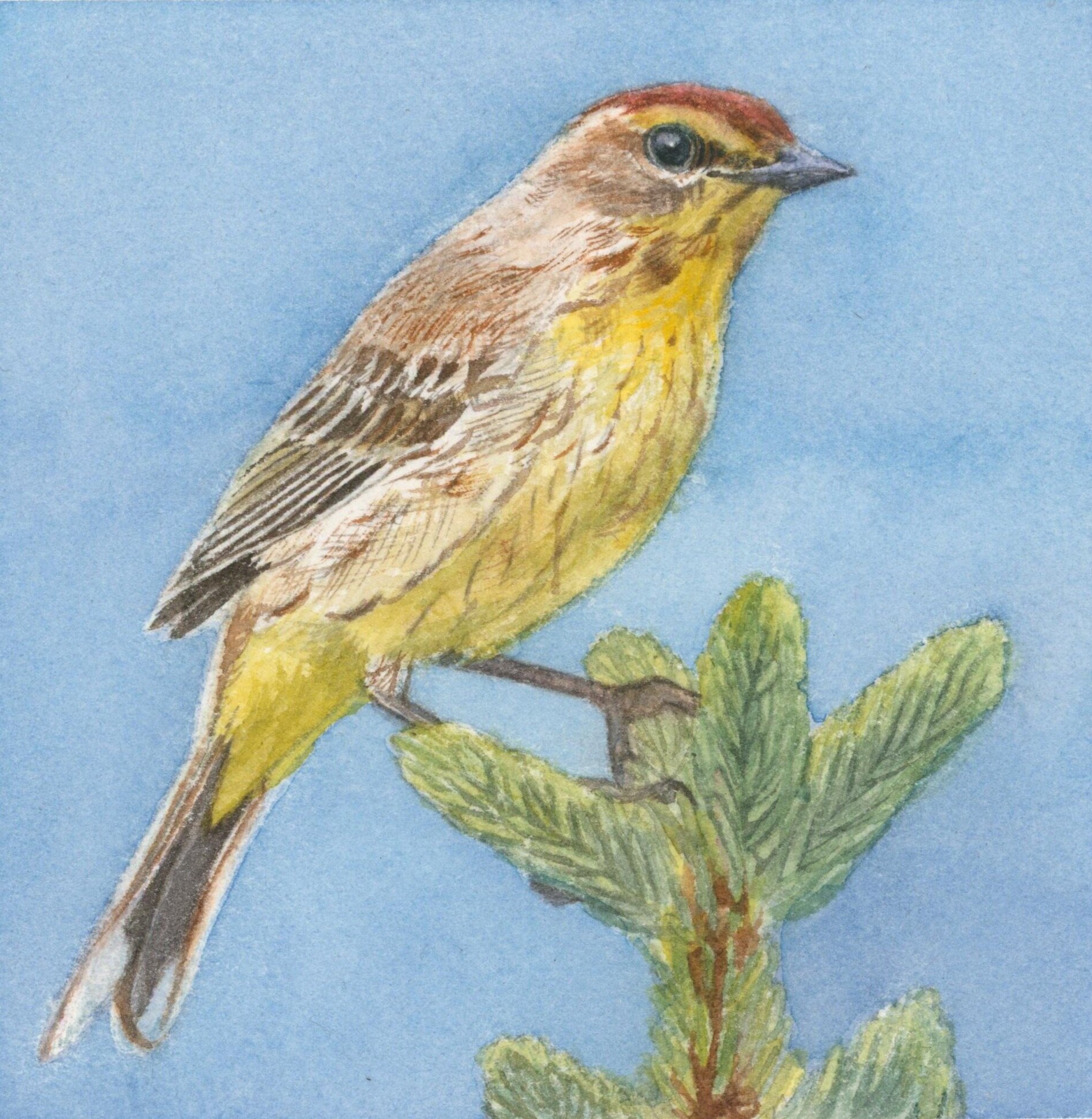 Palm Warbler