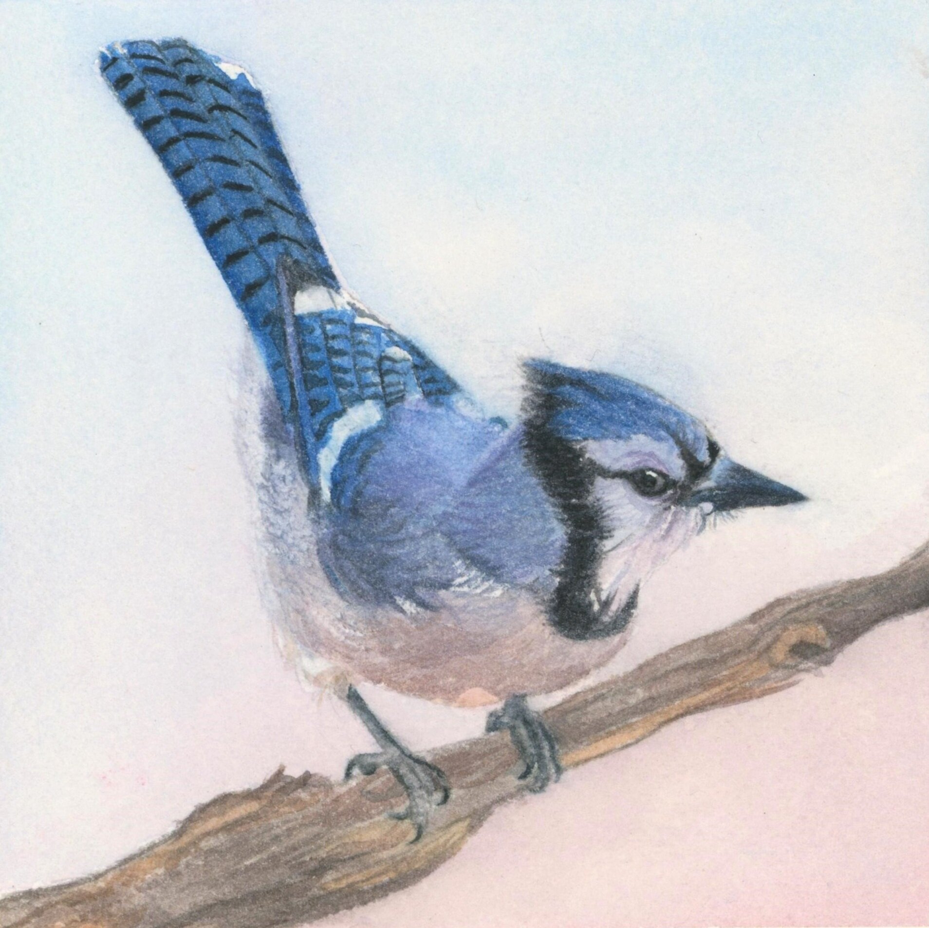 Sweet Blue Jay