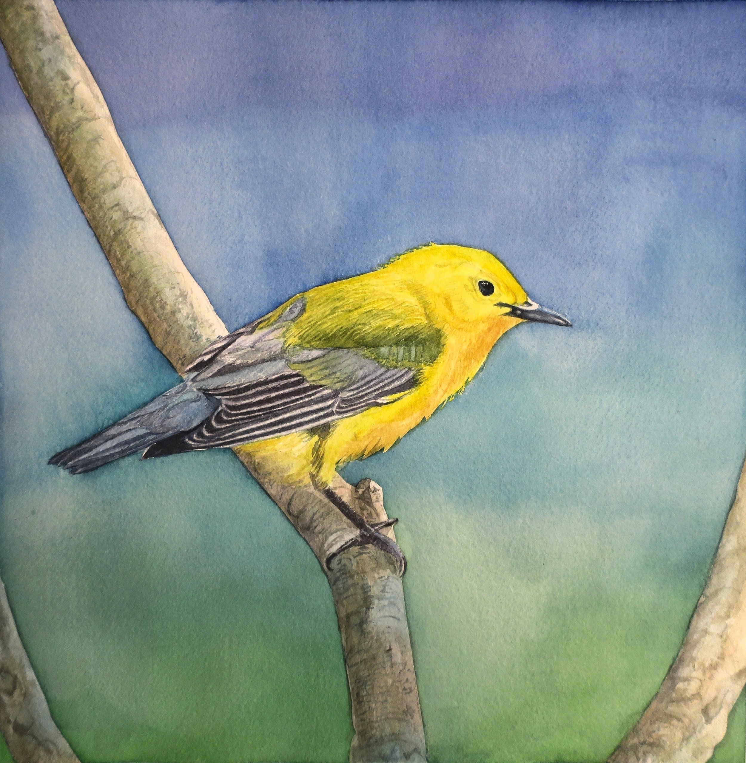 Prothonotary Warbler