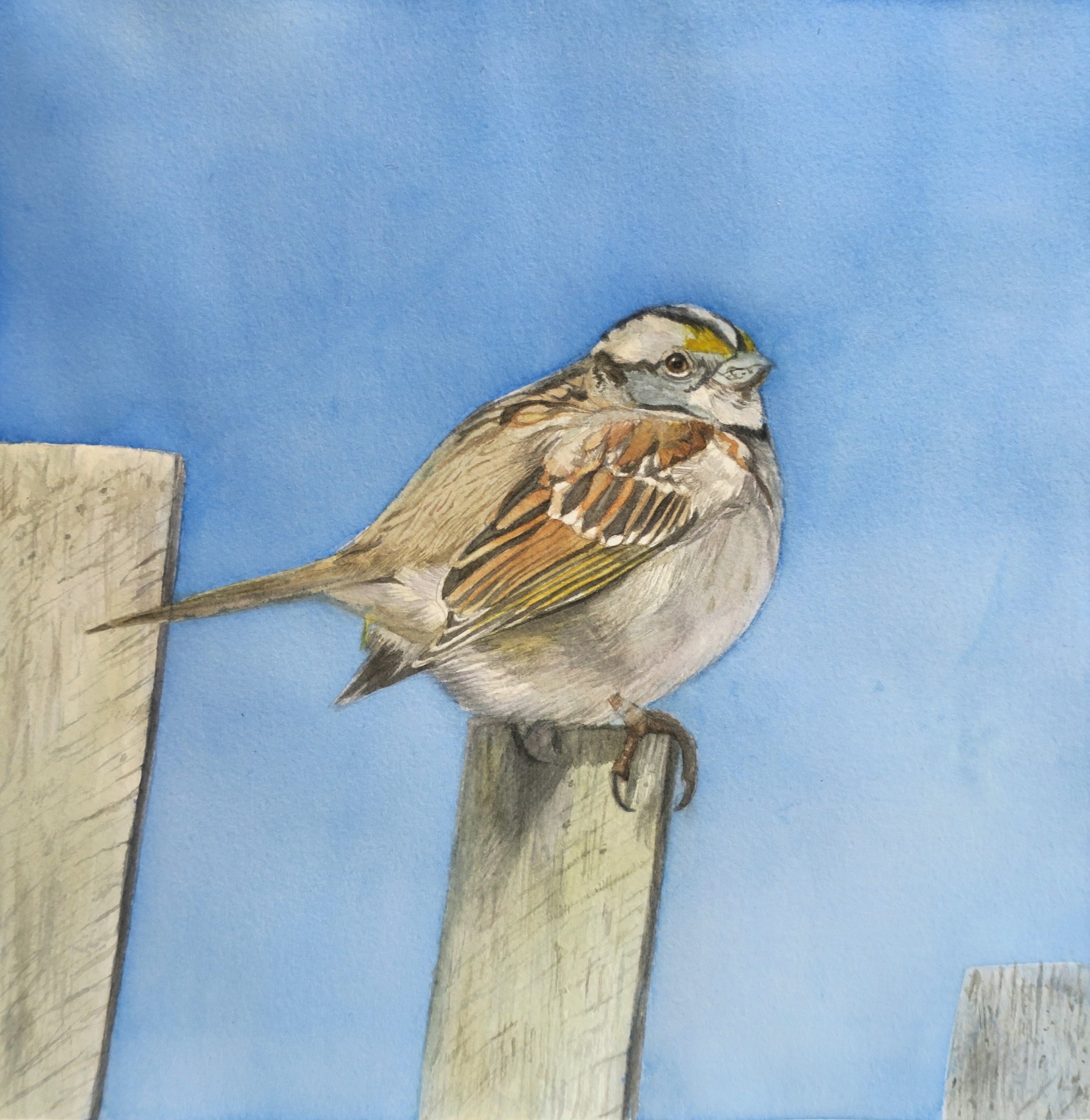 White-Throated Sparrow