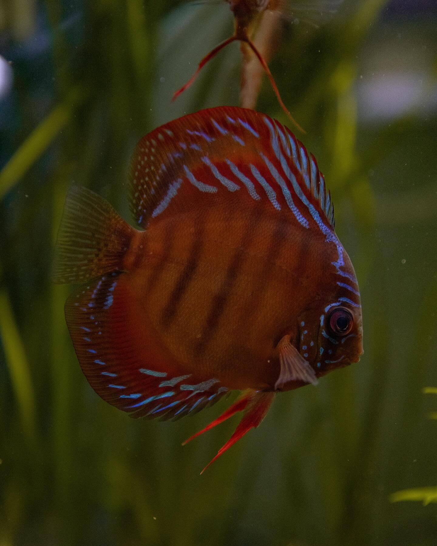 Discus 

#discusfish #aquarium #aquariums #freshwater #freshwateraquarium #aquascape #wild #underwater