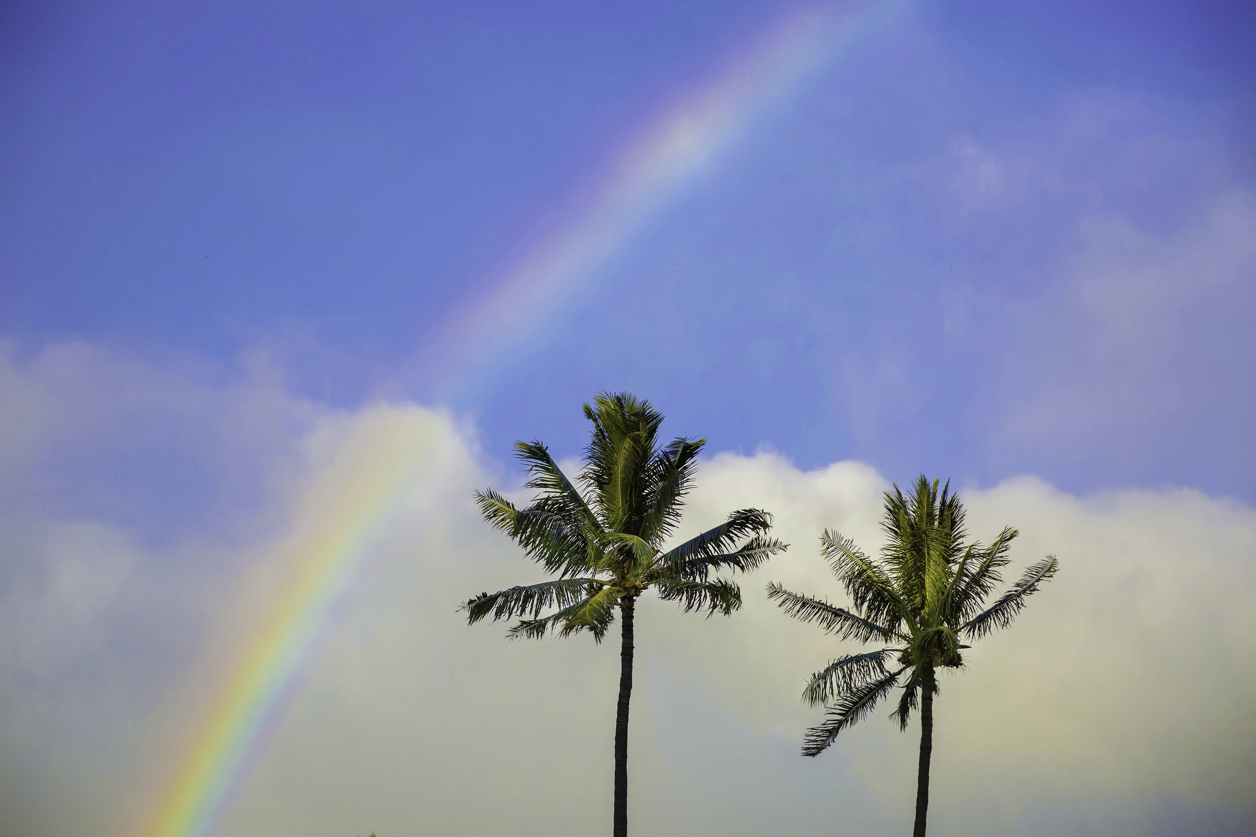 Rainbow palm trees.jpg