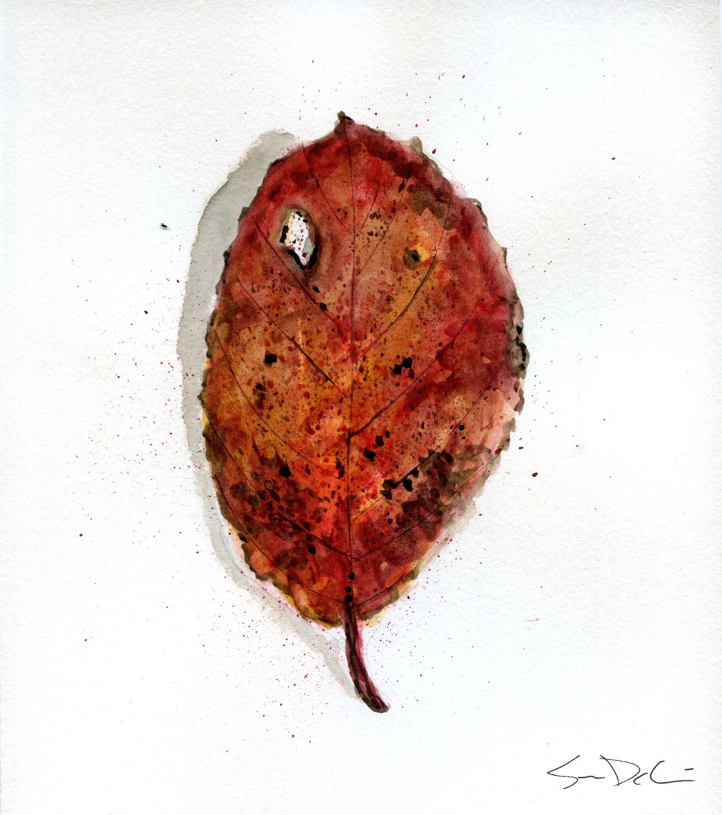 Elm Leaf Portrait 021