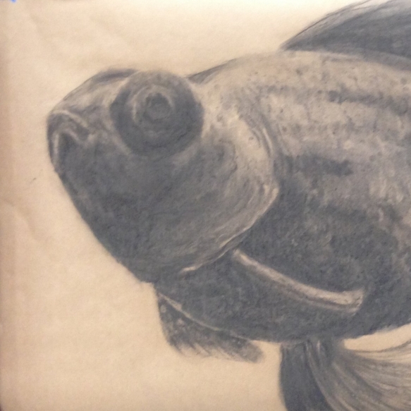 Giant Charcoal Goldfish