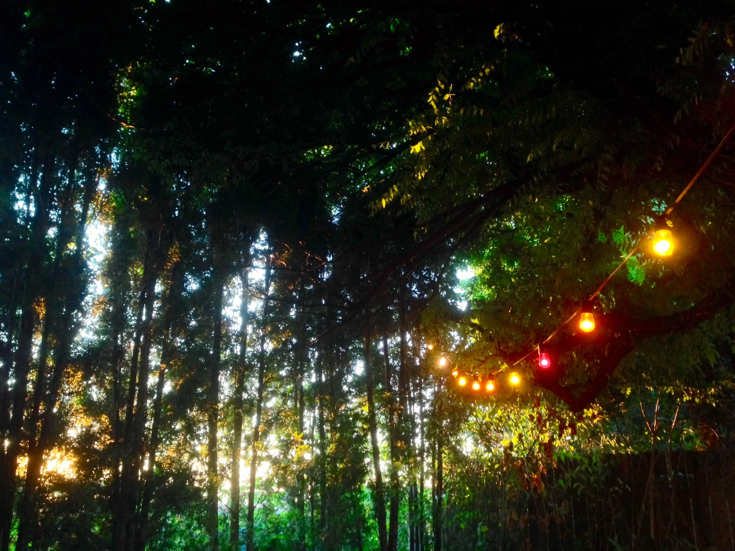 Drinks under a canopy of trees